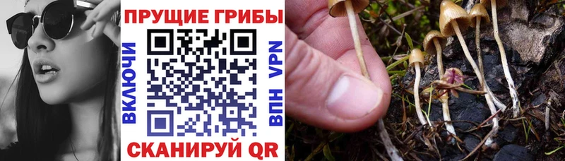 Псилоцибиновые грибы ЛСД  Купить где  Шумерля 